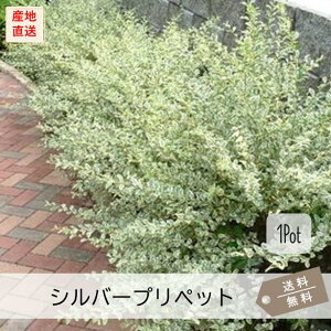 Vo[vybg1PotijΒؕc@15.0cmVP(劔)@@J[[t@