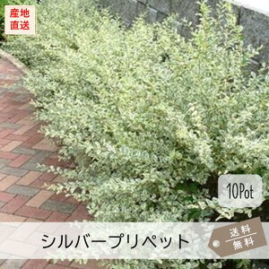 Vo[vybg10PotZbgijΒؕc@15.0cmVP(劔)@@J[[t@