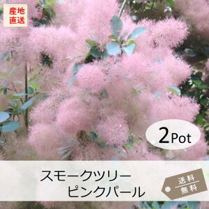 X[Nc[EsNp[2PotZbgt؁`؁@13.5cmVP(劔)