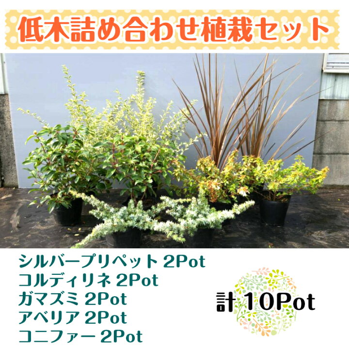楽天市場 低木詰め合わせ植栽セット 10pot シルバープリペット コルディリネ ガマズミ アベリア コニファー 苗 お台場ガーデンクラブ
