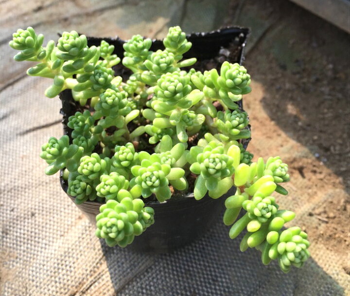楽天市場 タイトゴメpotセット 173円 Pot 送料無料 苗 多肉植物 セダム 黄花 常緑 ガーデニング グランドカバー お台場ガーデンクラブ