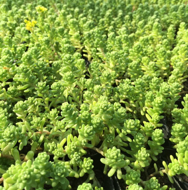 楽天市場 タイトゴメpotセット 173円 Pot 送料無料 苗 多肉植物 セダム 黄花 常緑 ガーデニング グランドカバー お台場ガーデンクラブ