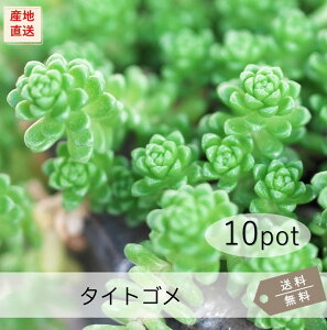 タイトゴメ10Potセット(送料無料)苗 多肉植物 セダム 黄花 常緑 ガーデニング グランドカバー