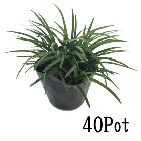 楽天市場 グランドカバー 常緑 日陰の通販