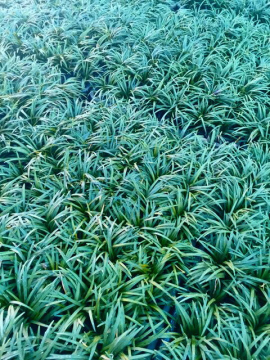 1000円クーポン付 マット マットプランツ 8枚 花 植物 タマリュウ 0 5平米 25cm 25cm