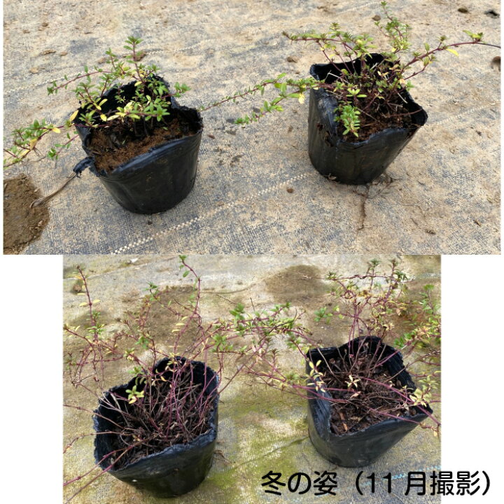 楽天市場 クリーピングタイム ロンギカリウス 40potセット 150円 Pot 送料無料 花苗 雑草対策 ハーブ 紫花 常緑 グランドカバー お台場ガーデンクラブ