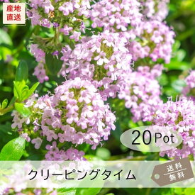 クリーピングタイム（ロンギカウリス）20Potセット（送料無料）花苗　雑草対策　ハーブ　紫花　常緑　グランドカバー
