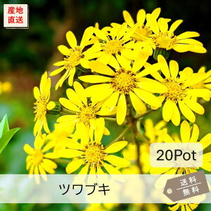 cuL20PotZbgijԕc@ԁ@CObVK[f@A@@OhJo[@񂹐A