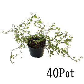 ワイヤープランツ40Potセット（168円/Pot・送料無料）グランドカバー　苗　常緑　下草　観葉植物　寄せ植え　ガーデニング