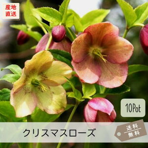 NX}X[Y10PotZbgijԕc@CObVK[f@ԉԁ@ԁ@OhJo[@A@