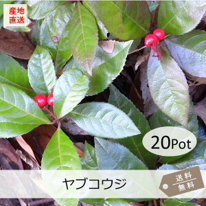 uREW 20PotZbgij\@Ԏ@CObVK[f@A@@OhJo[@񂹐A @