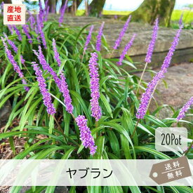 ヤブラン20Potセット（204円/Pot・送料無料）苗　日陰　シェードガーデン　紫花　常緑　耐寒性　育て易い　ガーデニング　グランドカバー
