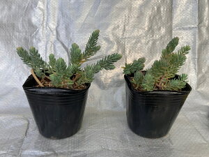 観葉植物 グランドカバー 常緑 観葉植物の人気商品 通販 価格比較 価格 Com