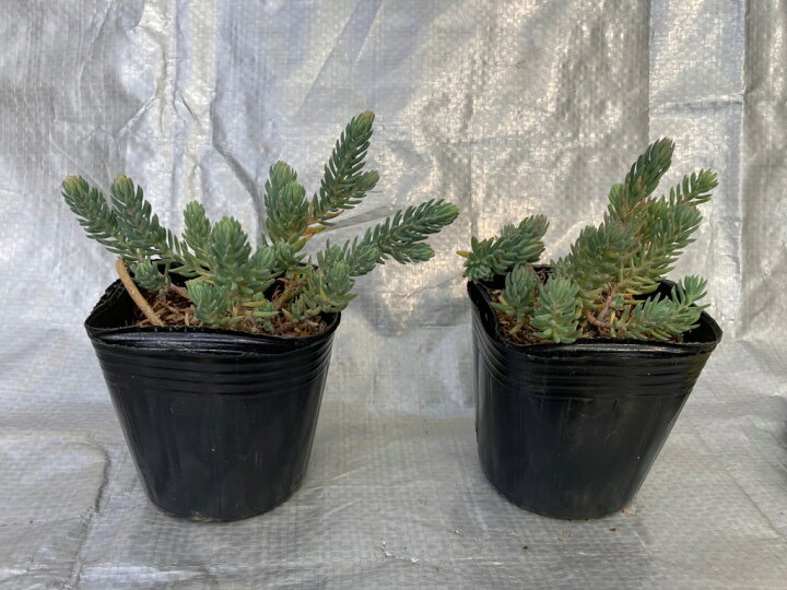 楽天市場 サカサマンネングサ40potセット 1円 Pot 送料無料 多肉植物 セダム 黄花 常緑 グランドカバー お台場ガーデンクラブ