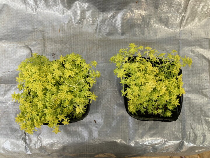 楽天市場 ゴールデンカーペットpotセット 225円 Pot 送料無料 多肉植物 セダム 黄花 常緑 グランドカバー お台場ガーデンクラブ 楽天市場 ゴールデンカーペットpotセット 225円 Pot 送料無料 多肉植物 セダム 黄花 常緑 グランドカバー お台場ガーデンクラブ