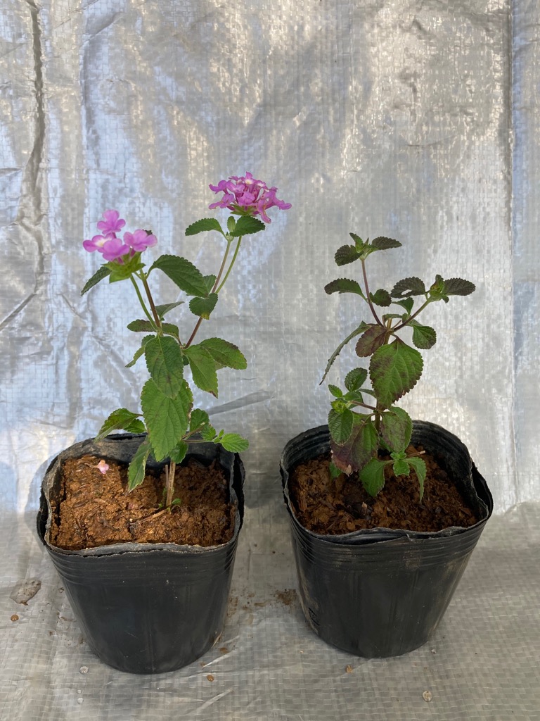 コバノランタナ（ピンク）20Potセット（260円/Pot・送料無料）花苗 常緑つる植物 お台場ガーデンクラブ