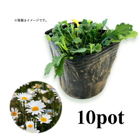 シャスターデージー10Potセット・苗　白花　常緑　グランドカバー　(送料無料)