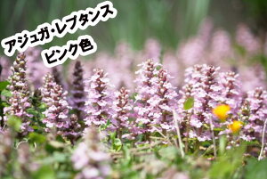 アジュガ 苗の人気商品・通販・価格比較 - 価格.com