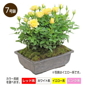 生花 ミニバラの人気商品 通販 価格比較 価格 Com