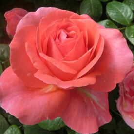 楽天市場 バラ 日陰 に 強い 四季咲きの通販