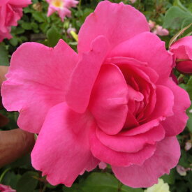 楽天市場 パレード 薔薇 大苗の通販