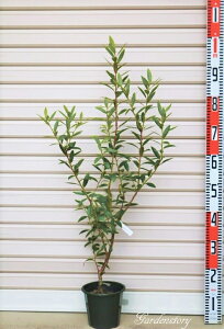 ysNl[hzږؕcnCubhn u[x[[ʎc]