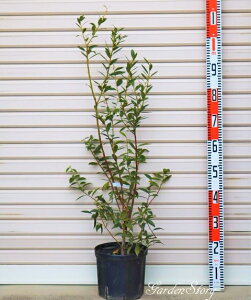 ysNl[hz2NږؕcnCubhn u[x[[ʎc]