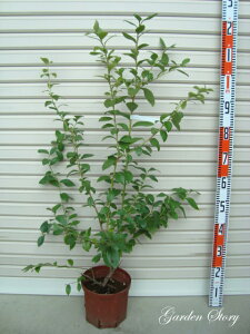 yrLV[z2NږؕcTUnCubVnEu[x[[ʎc]