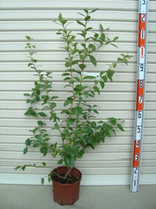 yP[vt@[zږؕc 7TUnCubVnEu[x[[ʎc]