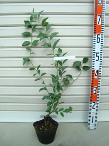 y{[hEBzcrbgACnEu[x[[ʎc]