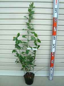 yK[fu[zcrbgACnEu[x[[ʎc]