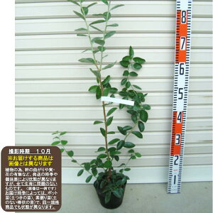 yu[Czcm[UnCubVnEu[x[[ʎc]