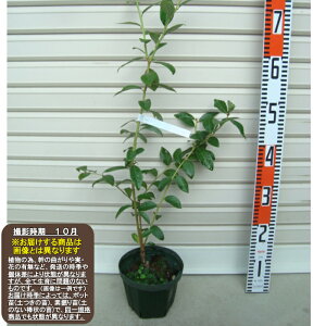 yTU_bvzTUnCubVnEu[x[[ʎc]