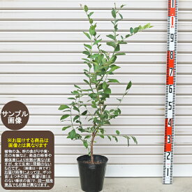 楽天市場 ブルーベル 花 ガーデン Diy の通販