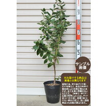 楽天市場】ブルーベリー 6号（苗物｜ガーデニング・農業）：花 
