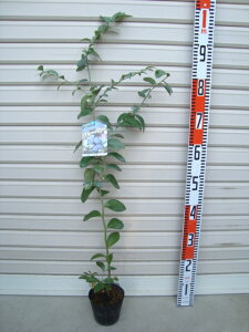 yu[WFzcrbgACnEu[x[[ʎc]