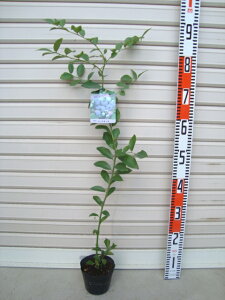 yR[X^[zcrbgACnEu[x[[ʎc]