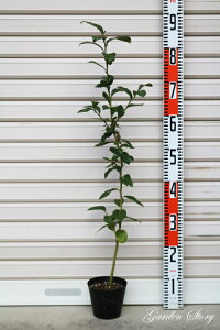 yu[xzcrbgACnEu[x[[ʎc]