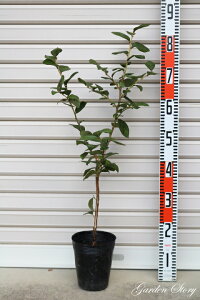 yTUt[_u[zږؕcTUnCubVnEu[x[[ʎc]