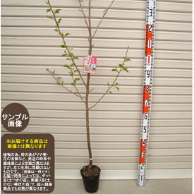 楽天市場 河津桜 苗の通販