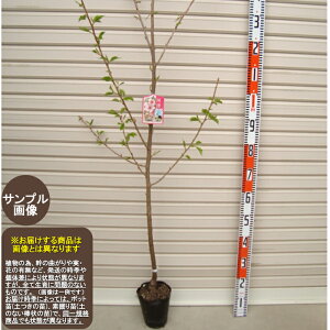 植木 盆栽 河津桜の人気商品 通販 価格比較 価格 Com