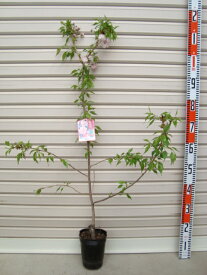 楽天市場 しだれ桜 苗木 植木 ガーデニング 農業 花 ガーデン Diyの通販 楽天市場 しだれ桜 苗木 植木 ガーデニング 農業 花 ガーデン Diyの通販