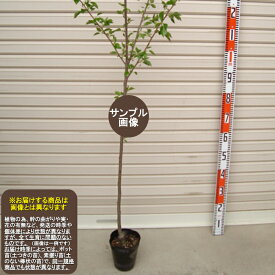 楽天市場 ソメイヨシノ 苗木の通販