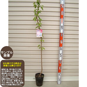 苗 しだれ桜の人気商品 通販 価格比較 価格 Com
