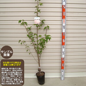 yzzږؕc ERETN[Ԗؕc؁@@]