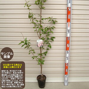 y[z1NcPCIEUN[wF\2026N1{ȍ~܂͒ʏ픭[Ԗؕc؁@@]