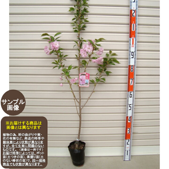 楽天市場 関山桜 １年生苗カンザンサクラ 納期指定 発送予定２０２１年１２月中旬以降順次 通常発送 花木苗木 桜 さくら ガーデン ストーリー