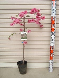 花 桃 苗木の人気商品 通販 価格比較 価格 Com