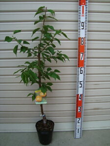 yVzږؕcjCK^II~ AY[ʎc  ]