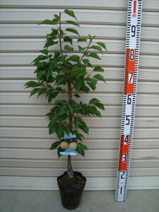 yazږؕcwC AY[ʎc  ]